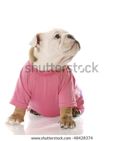 english bulldog puppy wearing pink dog coat with reflection on white background