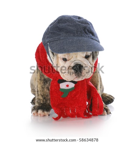 adorable english bulldog dressed up for winter with christmas scarf with reflection on white background
