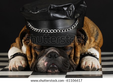 english bulldog wearing black leather dressed up like motorcycle gang