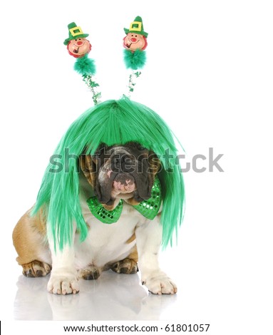 english bulldog wearing st patricks day wig and bowtie with reflection on white background