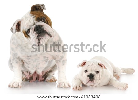 english bulldog mother and twelve week old puppy together with reflection on white background