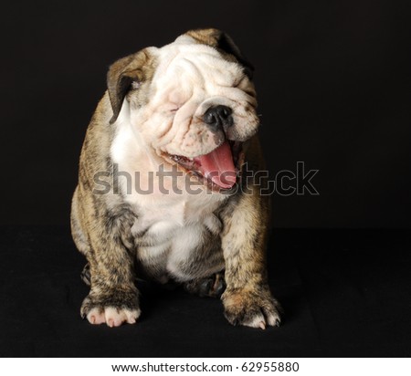 english bulldog puppy with mouth open laughing on black background