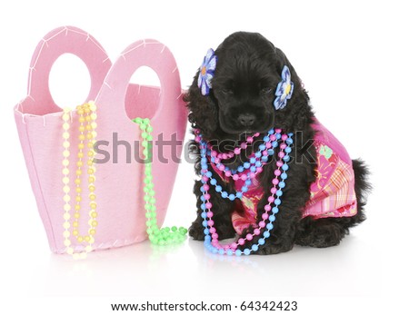 female cocker spaniel puppy wearing pink sitting beside pink purse filled with beads