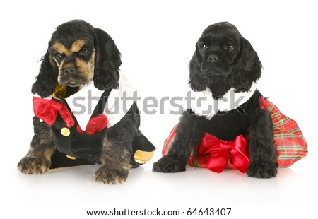 two cocker spaniel puppies dressed up in formal party clothing with reflection on white background