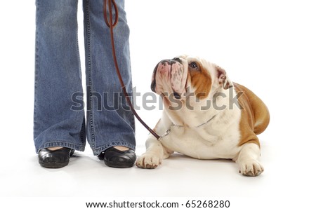 english bulldog being taught to lay down and stay in obedience class on white background