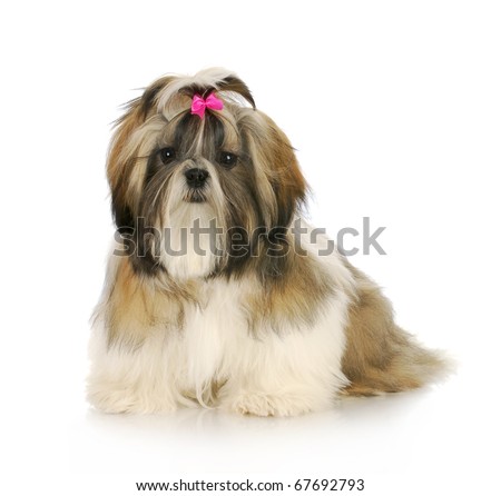 shih tzu puppy with pink bow in hair sitting with reflection on white background