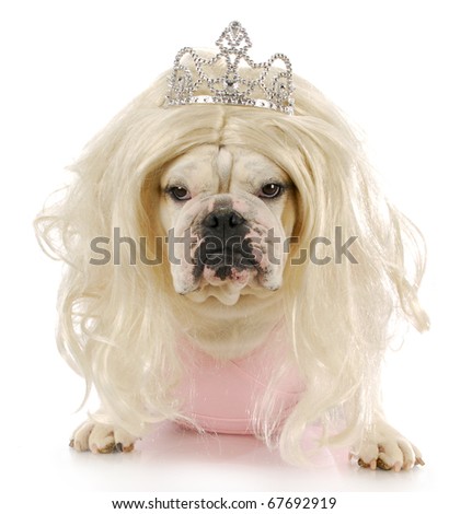 english bulldog dressed up like a princess with reflection on white background
