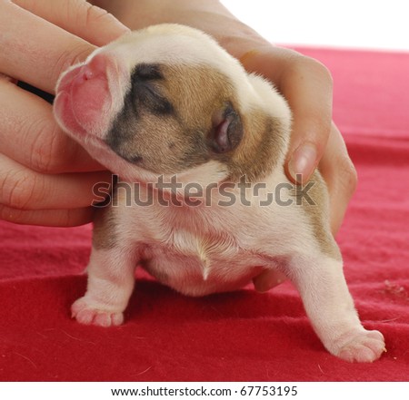 newborn puppy - hands holding one day old english bulldog puppy