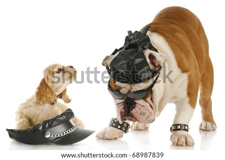 english bulldog and cocker spaniel puppy dressed up like bikers with reflection on white background
