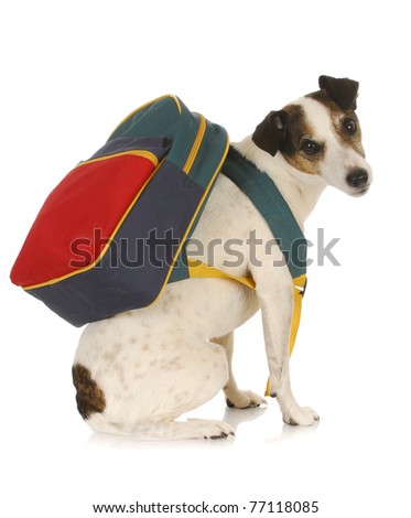 dog school - jack russel terrier wearing backpack on white background
