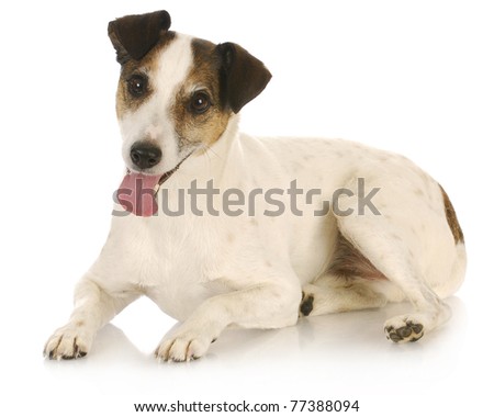 Jack Russel Terrier Laying Down Looking At Viewer Stock Photo 77388094 ...