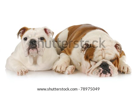two english bulldogs laying down - one comforting the other