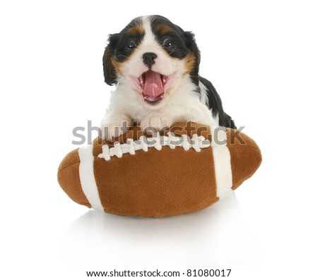 funny puppy- cavalier king charles spaniel with silly expression on stuffed football