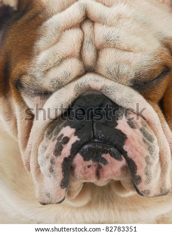 ugly dog - wrinkled english bulldog face with sour looking expression