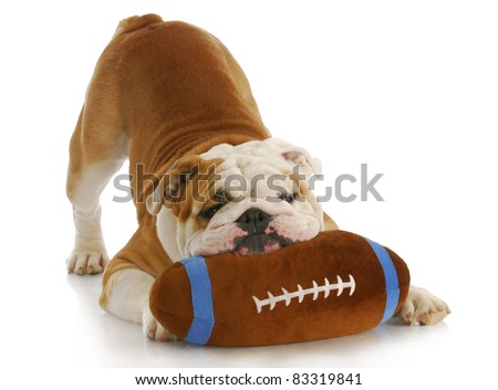 playful dog - english bulldog with stuffed football playing on white background