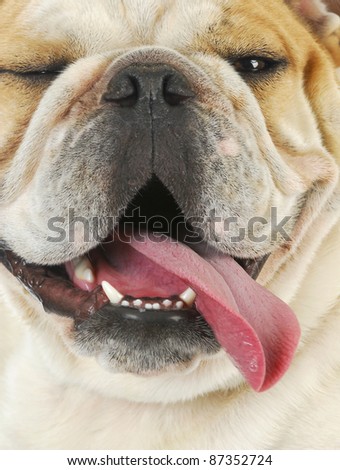 dog panting - close up of english bulldog with tongue out panting