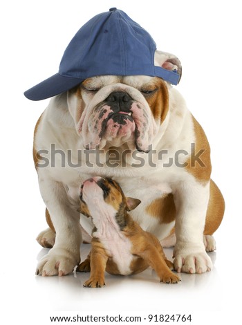 father and son - english bulldog father and four week old son sitting on white background