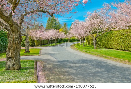 Street (pathway ) at the Cherry blossom time. Vancouver. Canada.
