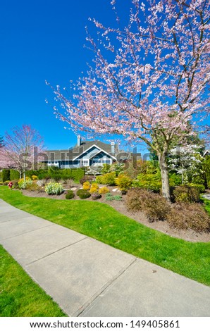 Custom built big luxury house with nicely landscaped and trimmed front yard, lawn and sidewalk in front of, in a residential neighborhood in cherry blossom time. Vancouver Canada.