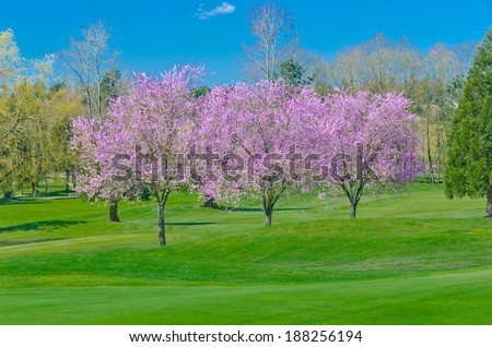 Beautiful golf course at cherry blossom time.