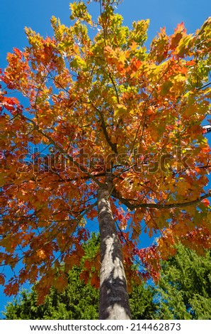 Colors of the autumn. Colorful trees with the bright red leafs in the front yard. Vancouver. Canada.