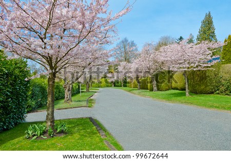 Street (pathway ) at the Cherry blossom time. Vancouver. Canada.