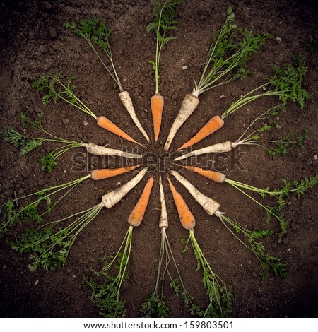 Parsley and carrot. Fresh vegetables on the ground in circle.