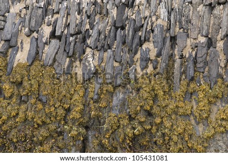 Natural Pattern  of Harbour Wall & Seaweed Background, Aberdyfi / Aberdovey, Wales, UK