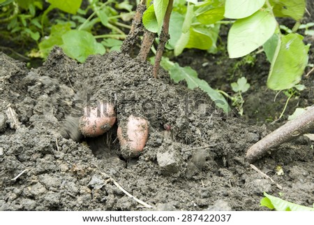 Close up as a fork digs into the dirt and lifts up a fresh harvest of red potatoes