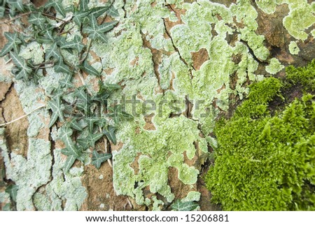 Close up on Horsechestnut Tree Bark, Ivy Leaves, Moss and Blue Lichen Natural Patterns