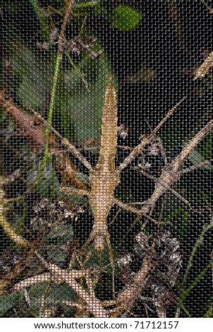 Underbelly of Stick Insect and Wire Mesh of Cage, Tropical Butterfly House, Sheffield, England