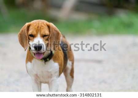 beagle posting, see more image in gallery