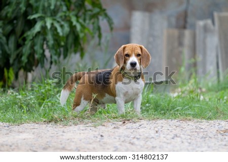 beagle are posting very smart, see more image in gallery