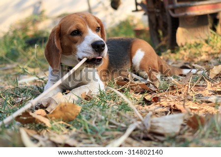 beagle  cute, see more image in gallery