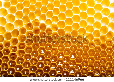 unfinished honey making in honeycombs