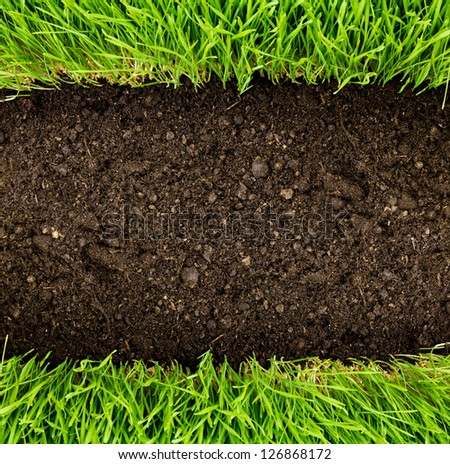 green grass in soil