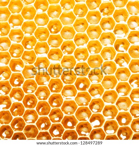 fresh honey in cells. Close up of honeycomb