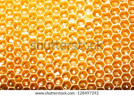 fresh honey in cells. Close up of honeycomb