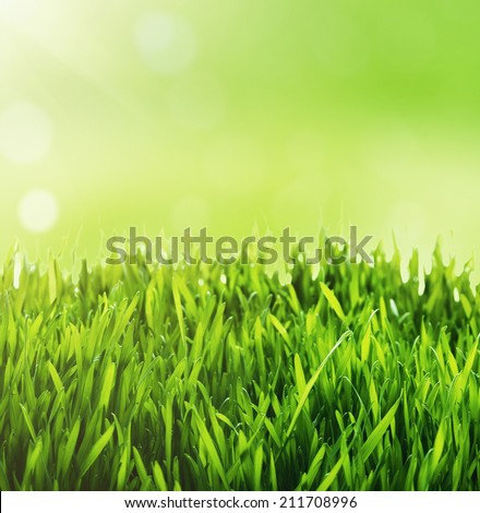Green grass background. Fresh green grass with blurry green bokeh sunny background.