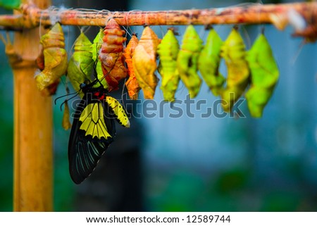 birth of butterflies from cocoons