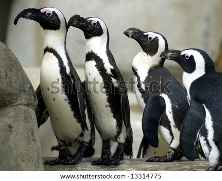 A group of African Penguins comically stand in line