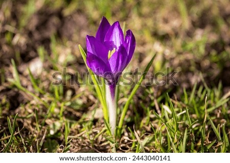 Similar – Image, Stock Photo Flowery Crocus flowers