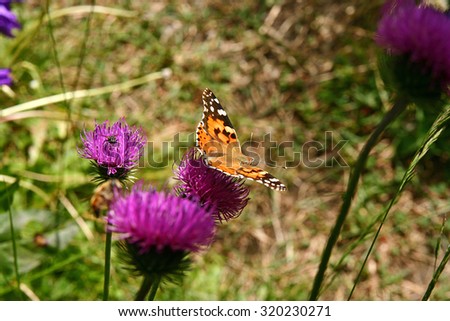 Colorful butterfly, called painted lady or cosmopolitan (Vanessa cardui) on a pink wildflower