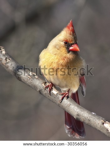 Cardinal Bird - the female has less attractive plumage
