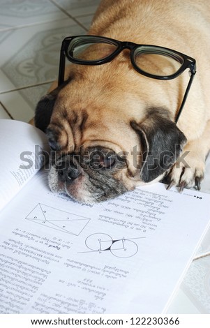 Dog Fell Asleep while doing her homework