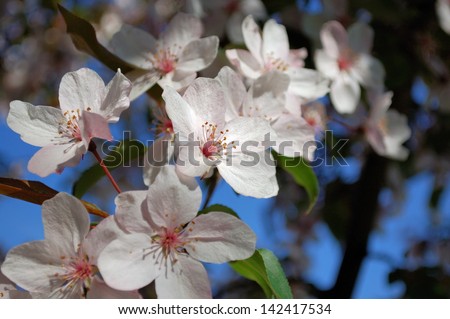 Cherry blossom with soft lighting against a dark background.