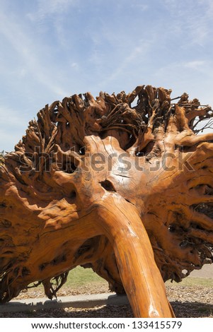 Uprooted tree preserved as a tourist attraction  Sunshine Coast Australia