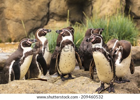 African penguins (Spheniscus demersus) against a blue sky, Western Cape, South Africa