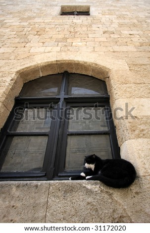 Black cat in the window