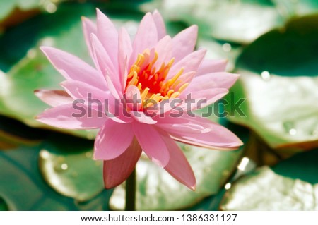 Beautiful Pink
